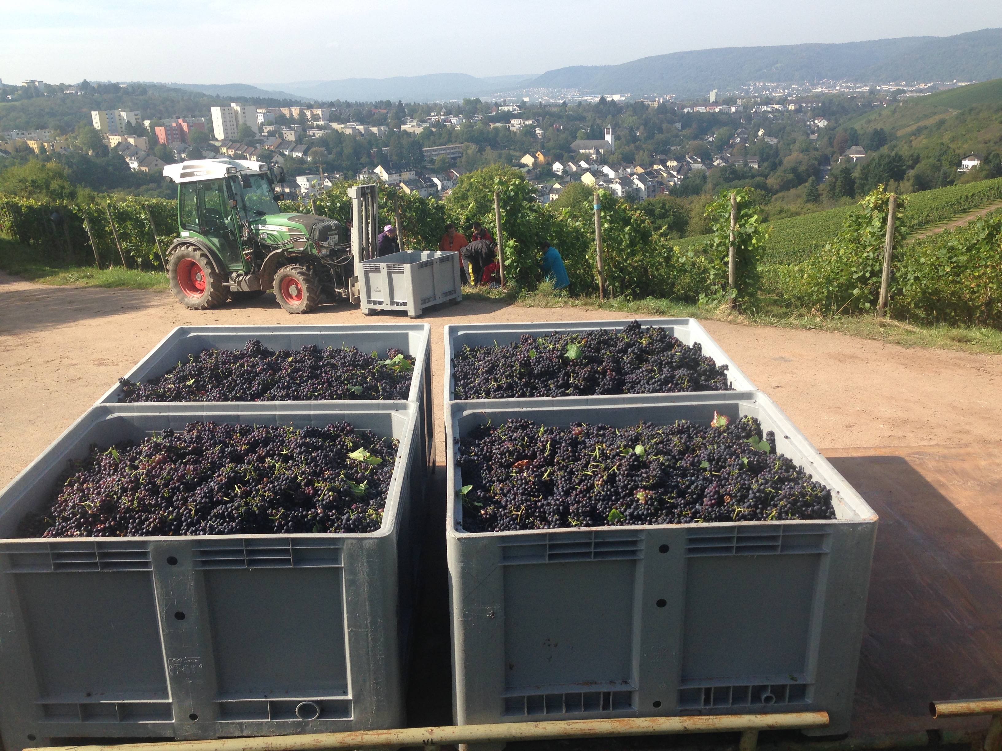 Aufnahme vom Trierer Burgberg während der Weinlese Aufnahme vom Trierer Burgberg während der Weinlese