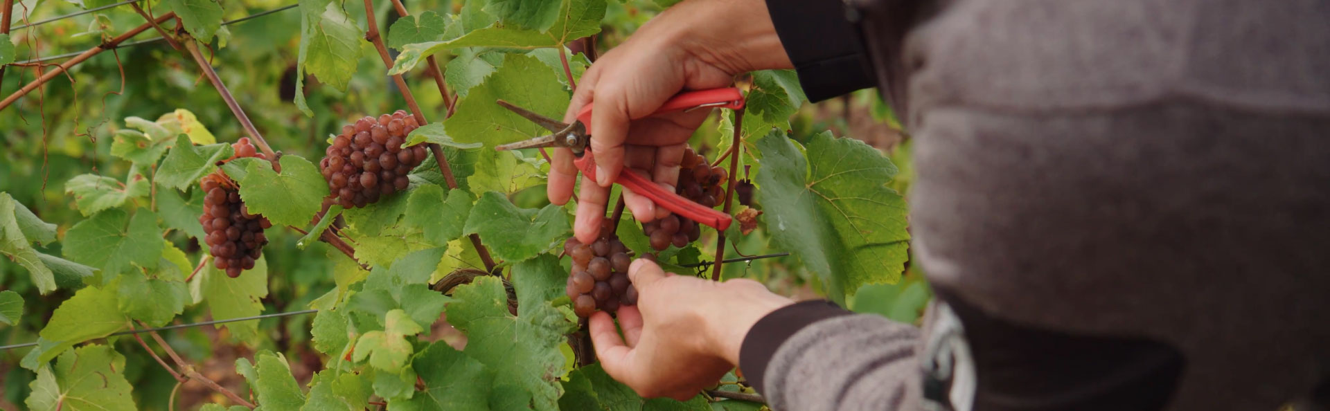 Weinlese - Weingut Gehlen